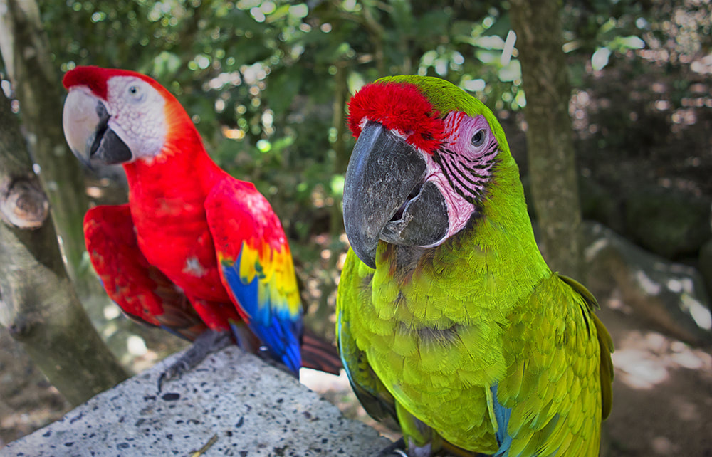 Costa Rican Macaws