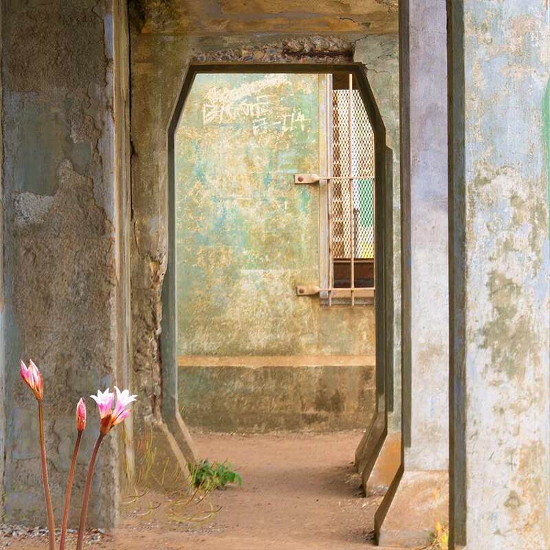 old military structures, california marin headlands, series of doorways, pink lilies (naked ladies)