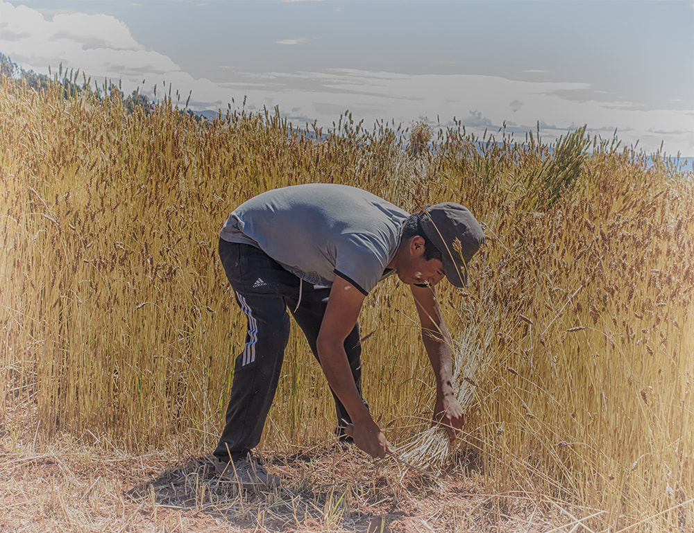 harvest, gathering wheat