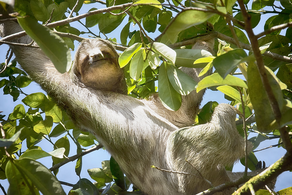 Costa Rican three-toed Sloth